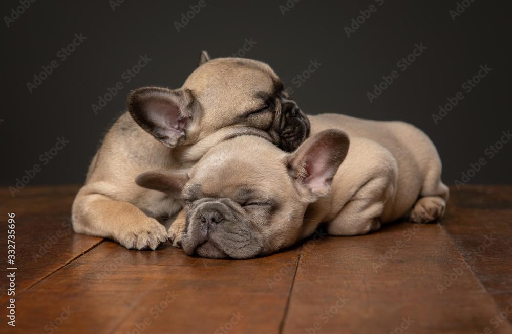 2 French Bulldogs Sleeping