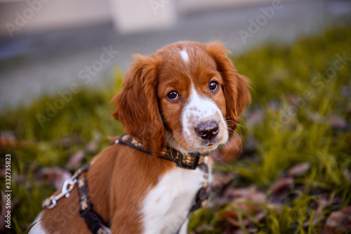 Obraz na płótnie Cute looking welsh springer spaniel puppy