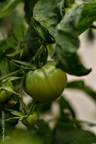 Green garden tomatoes