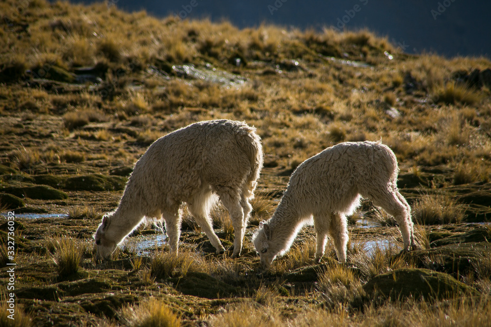 Mountains llama from Cordillera Real, Andes, Bolivia Mountains llama from Cordillera Real, Andes, Bolivia