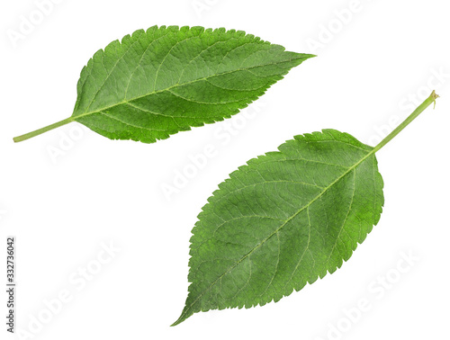 Green Apple-tree leaves isolated on white