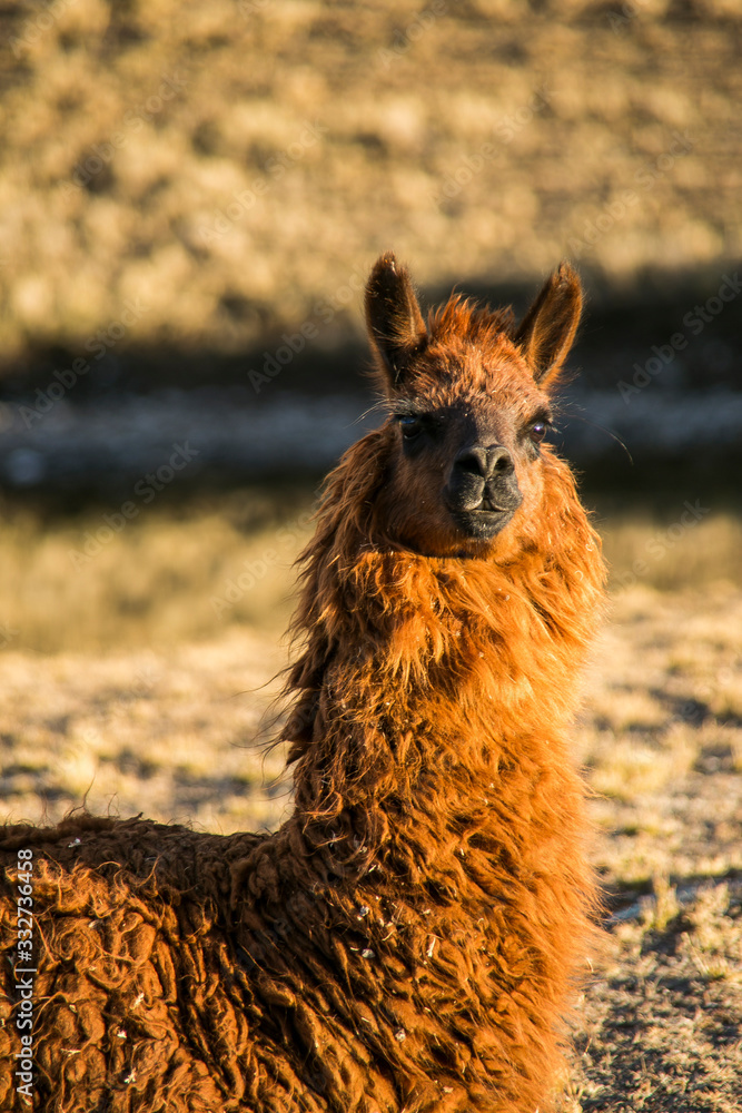 Obraz premium Llama portrait from Cordillera Real, Andes, Bolivia