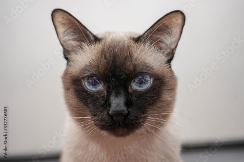 thai cat with blue eyes