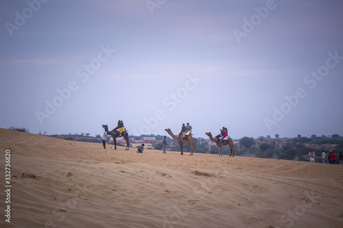 camels in desert