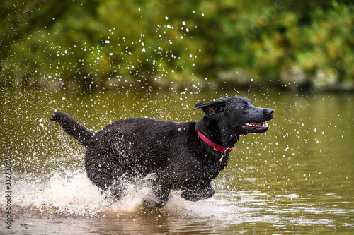 Black labrador dog playing and jumping in water