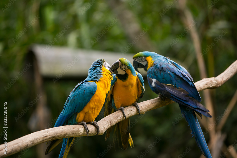 Yellow-billed macaw (Ara ararauna) in Yungas, Coroico, Bolivia