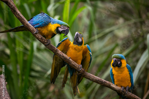 Yellow-billed macaw (Ara ararauna) in Yungas, Coroico, Bolivia photo