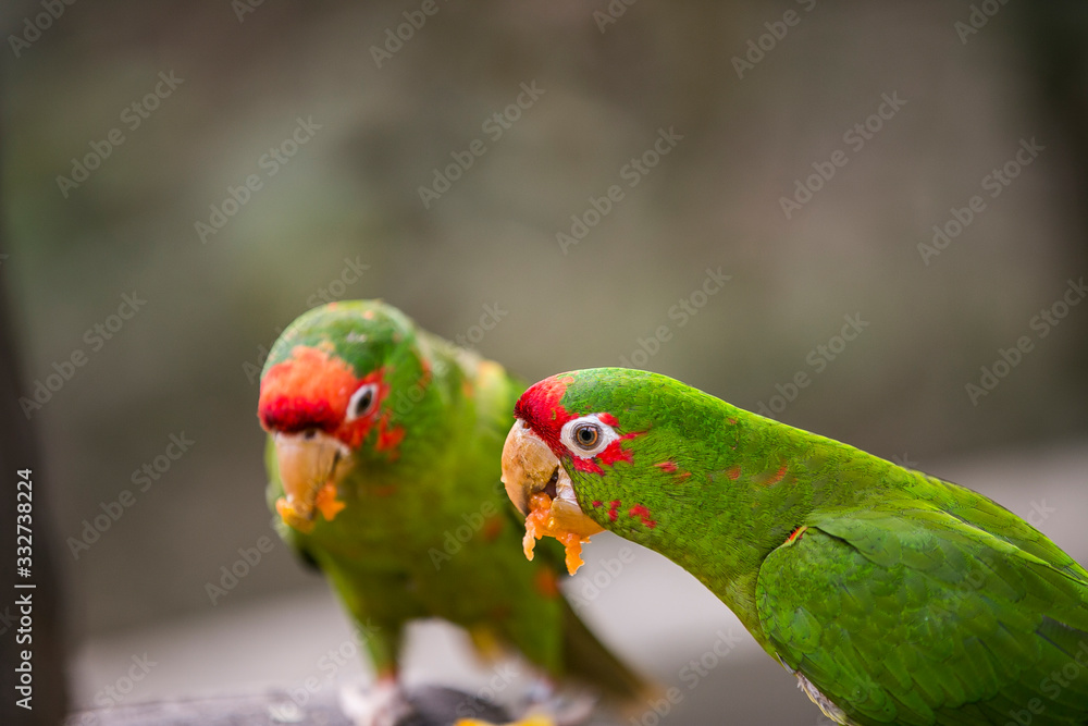 Peruvian Parrot in Yungas, Coroico, Bolivia Peruvian Parrot in Yungas, Coroico, Bolivia