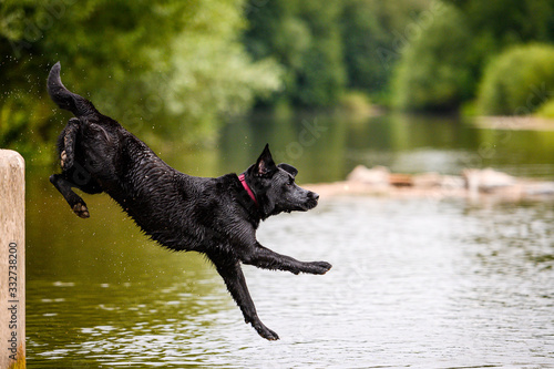 Black labrador dog playing and jumping in water