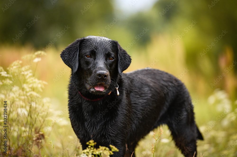Black labrador dog playing and jumping in water Black labrador dog playing and jumping in water