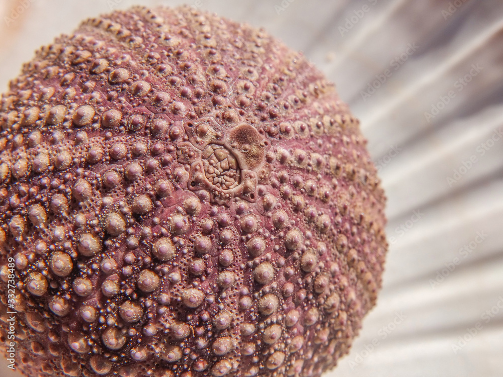 One sea urchin skeleton One sea urchin skeleton