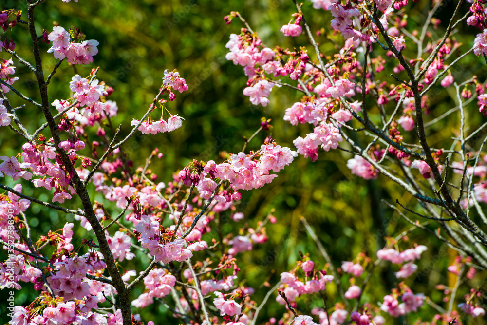 桜づつみの陽光 桜づつみの陽光