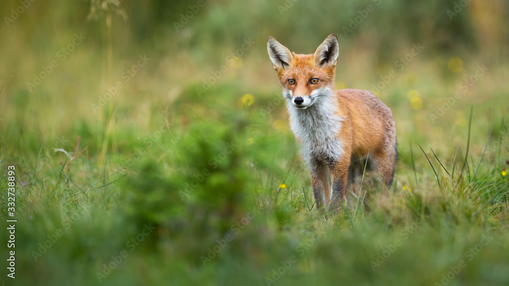 Alert red fox, vulpes vulpes, looking on a green glade in summer with copy space. Cute mammal watching in nature from front view. Animal predator observing from low angle.