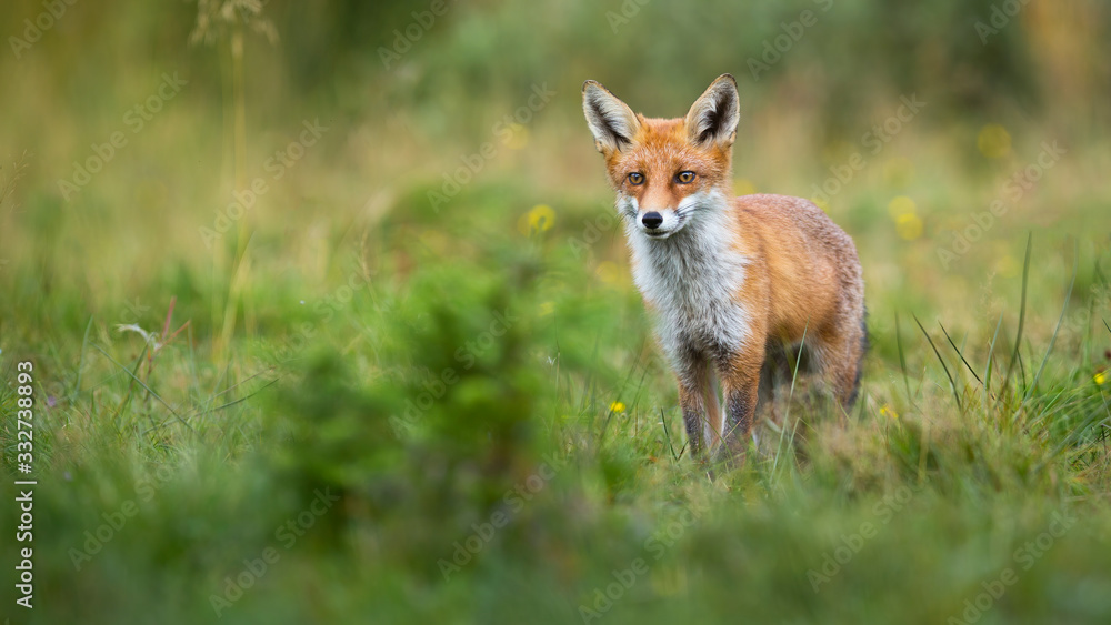 Alert red fox, vulpes vulpes, looking on a green glade in summer with copy space. Cute mammal watching in nature from front view. Animal predator observing from low angle. Alert red fox, vulpes vulpes, looking on a green glade in summer with copy space. Cute mammal watching in nature from front view. Animal predator observing from low angle.