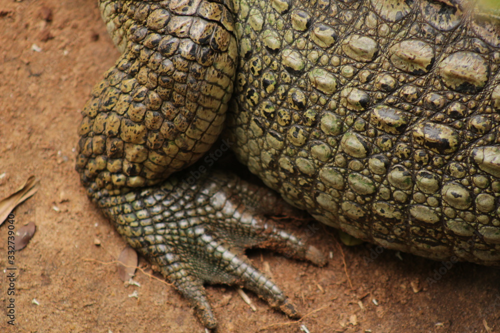 Obraz premium crocodile in zoo