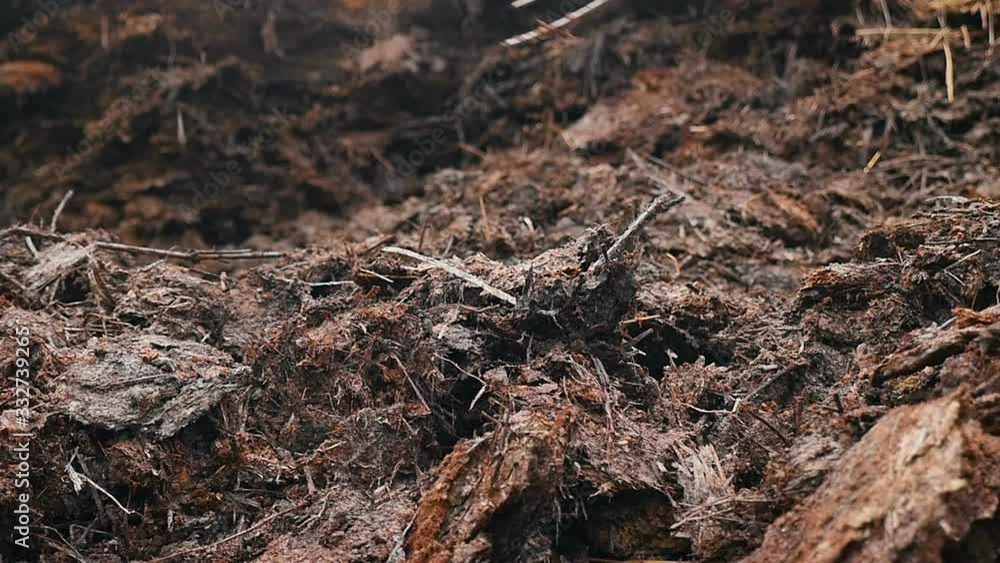 Close-up of manure. Countryside. Slow motion Close-up of manure. Countryside. Slow motion