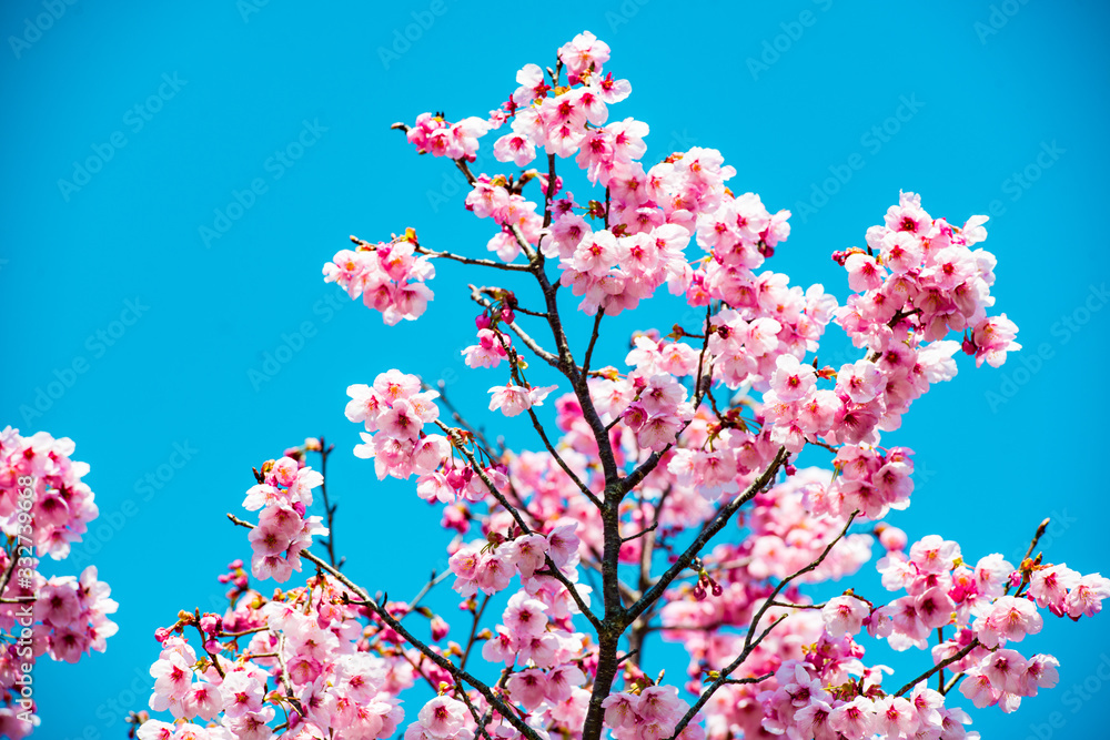 桜づつみの陽光 桜づつみの陽光
