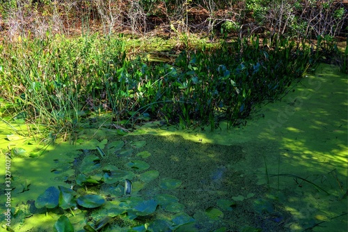 Fototapeta Naklejka Na Ścianę i Meble -  Florida Swamp
