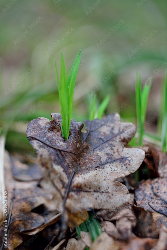 The first spring flowers and shoots. The first spring flowers and shoots.