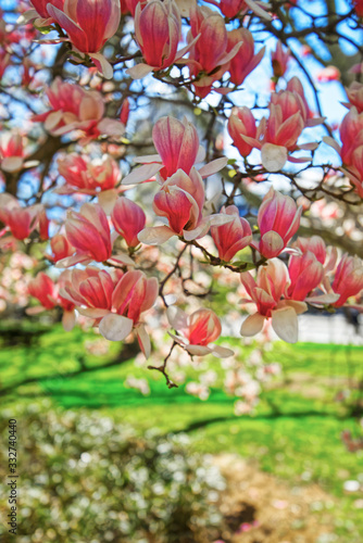 Flowers of Magnolia Tree Blooming in City Hall Park in Lower Manhattan photo