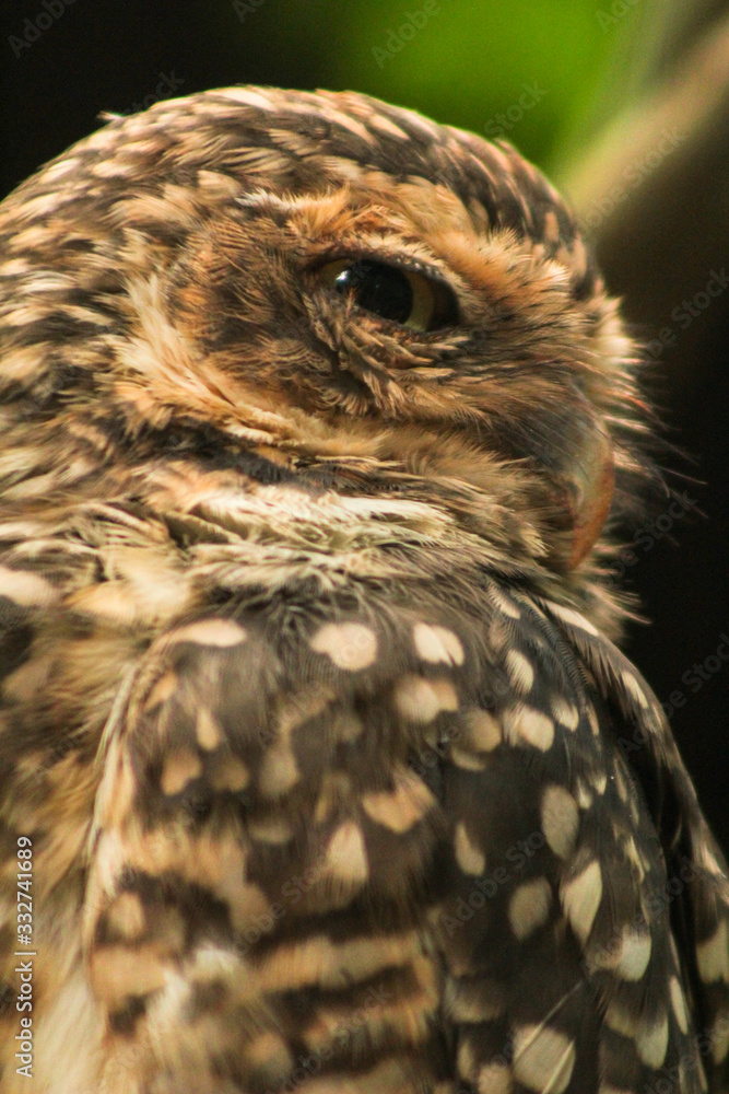 Obraz premium portrait of an owl
