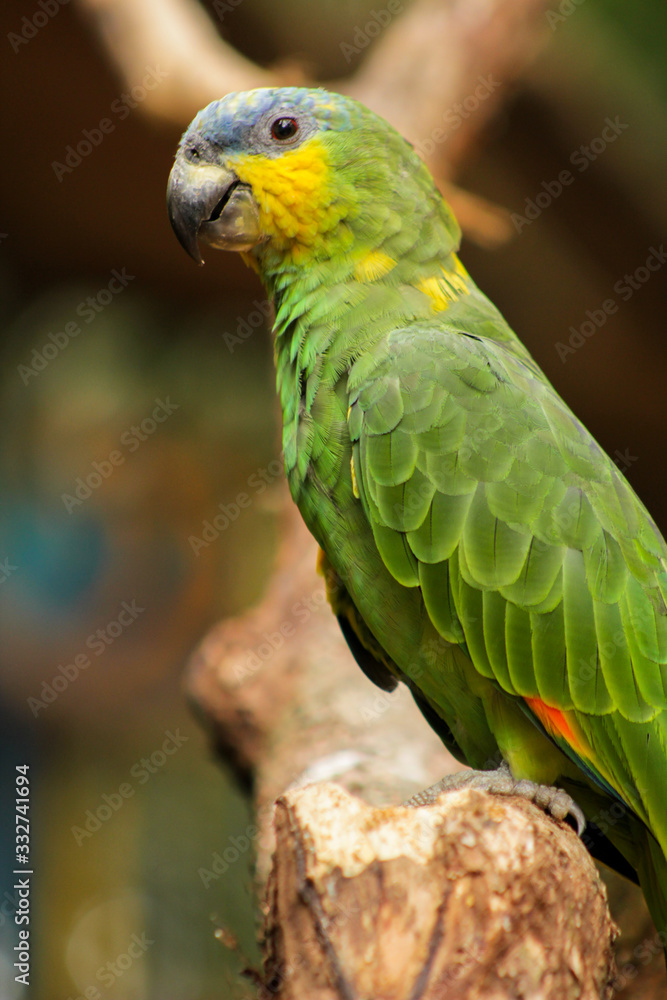 parrot in parque das aves, foz do iguaçu, Brasil