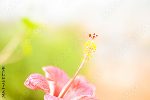 closeup of pink hibiscus flowers, beautiful blur, natural, with white and green background, Chiang Rai, Thailand