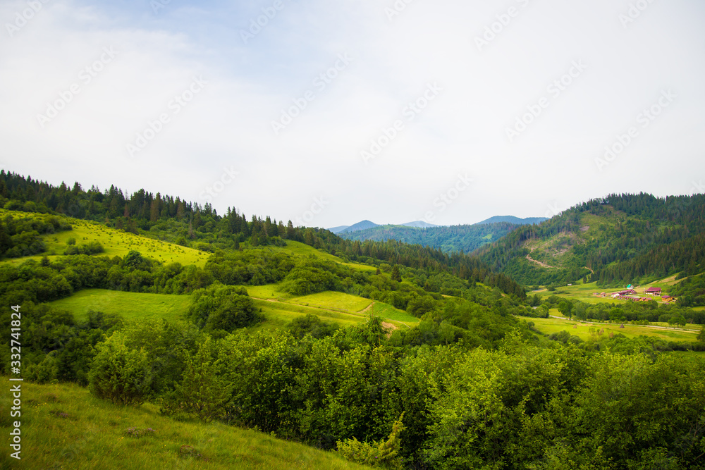 Naklejka premium Carpathian nature in summer