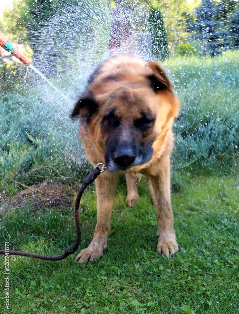 Funny shepherd dog shaking out the water during the shower in the garden.