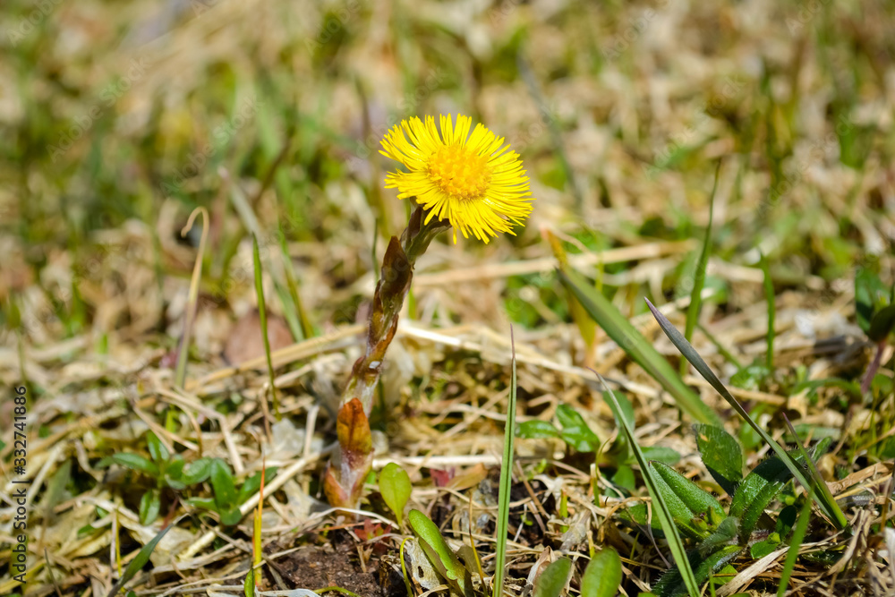 dandelion in grass dandelion in grass