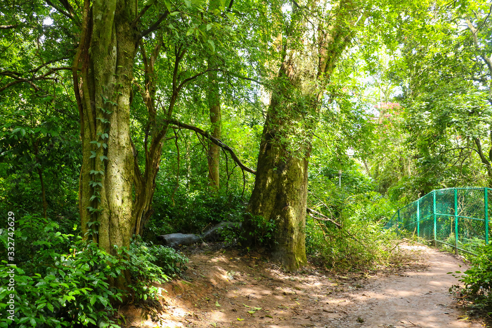 Obraz premium wide landscape, Tree with greenish ground