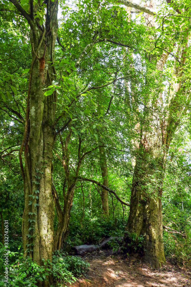 wide landscape, Tree with greenish ground wide landscape, Tree with greenish ground
