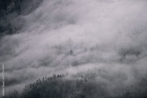 Fototapeta Naklejka Na Ścianę i Meble -  fog in forest