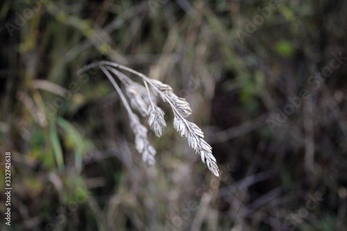 grass in the wind