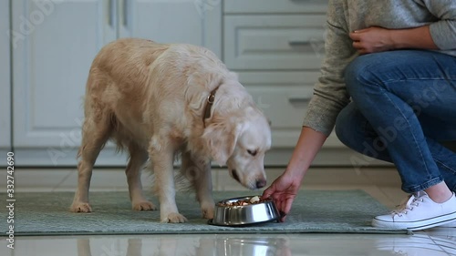 Woman feeding her cute dog in kitchen