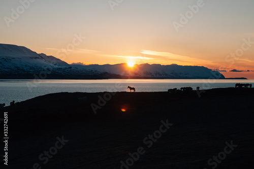 Silhouette of Horse at Sunset in Iceland