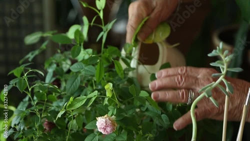 Elderly woman is watering plants