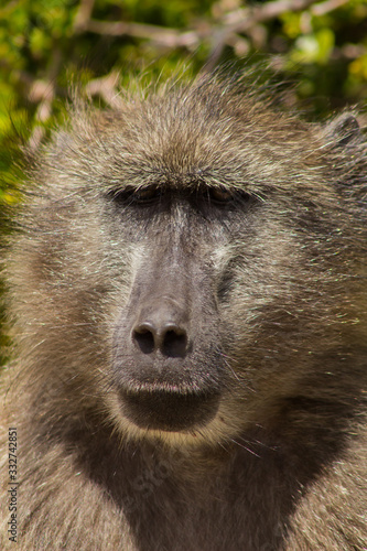 awesome portrait of a baboon