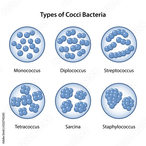 Types of Coccus Bacteria in magnifying glass. Coccus morphology. Microbiology. Spherical shapes: monococcus, diplococcus, streptococcus, tetracoccus, sarcina, staphylococcus. Vector illustration