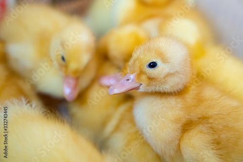 little yellow ducklings closeup. 