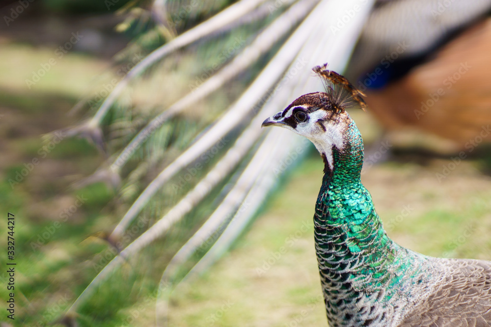 Female peacock with majestic turquoise neck feathers Female peacock with majestic turquoise neck feathers