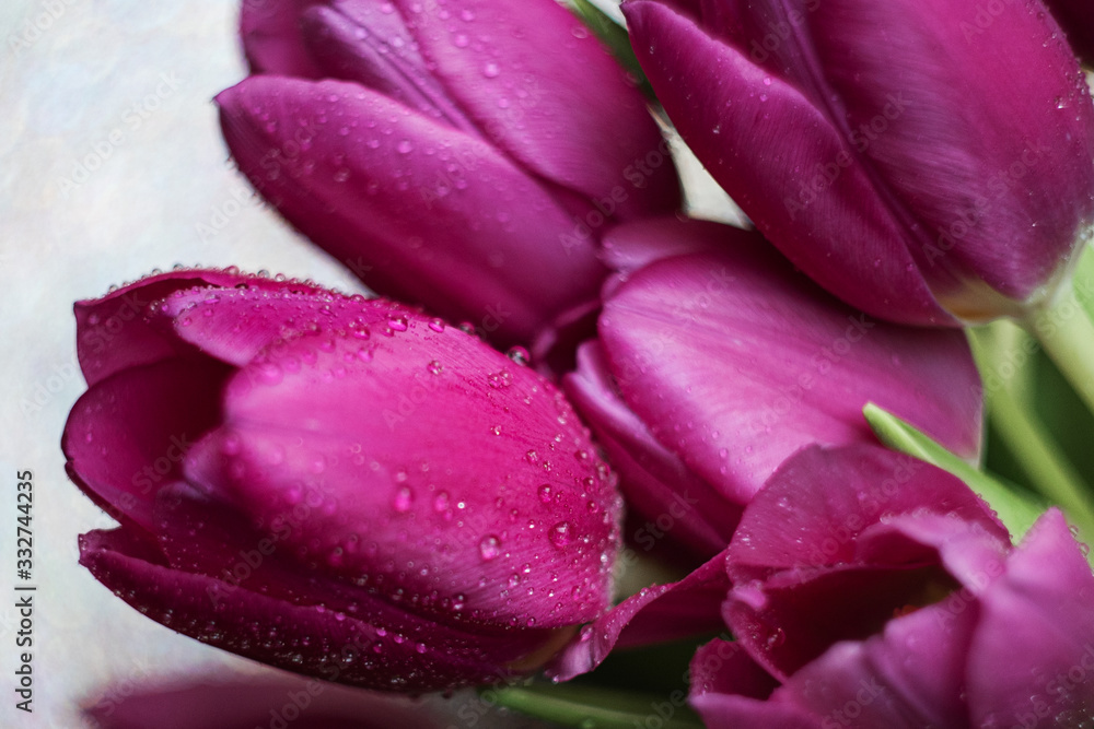 Naklejka premium tulpen, blumen, frühjahrs, sommer