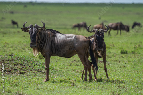 Photography Wildebeest