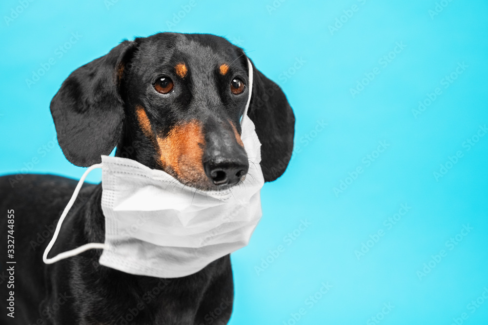 Portrait of a sick Dachshund dog, black and tan, wearing white antivirus medical mask on a blue background. concept of pet protection