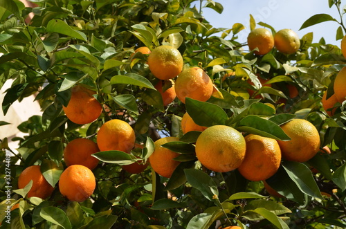 Branches with fresh ripe organic Spanish oranges and green leaves towards a clear blue sky, side  view of flat flay of healthy food photographed with soft focus in a fruit orchard