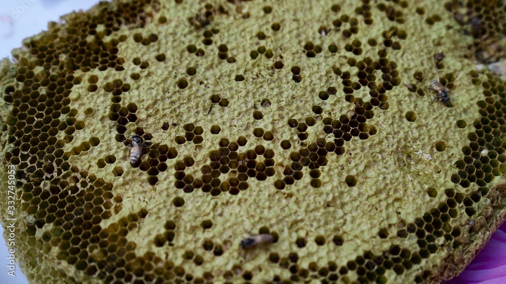 close up bee and honeycomb. close up bee and honeycomb.