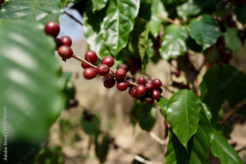 arabica coffee bean on coffee tree . arabica coffee bean on coffee tree .