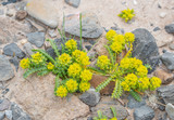 Yellow Pepperweed (Lepidium flavum) is a tiny yellow annual desert wildflower in the mustard family (Brassicaceae)