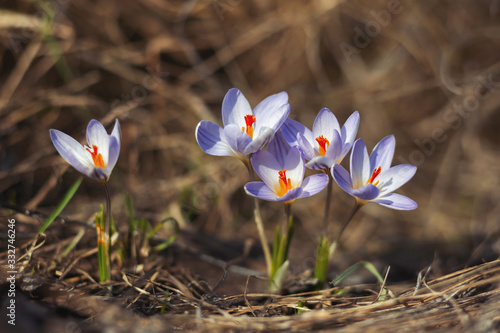 first spring crocus flowers at dawn in a ravine photo