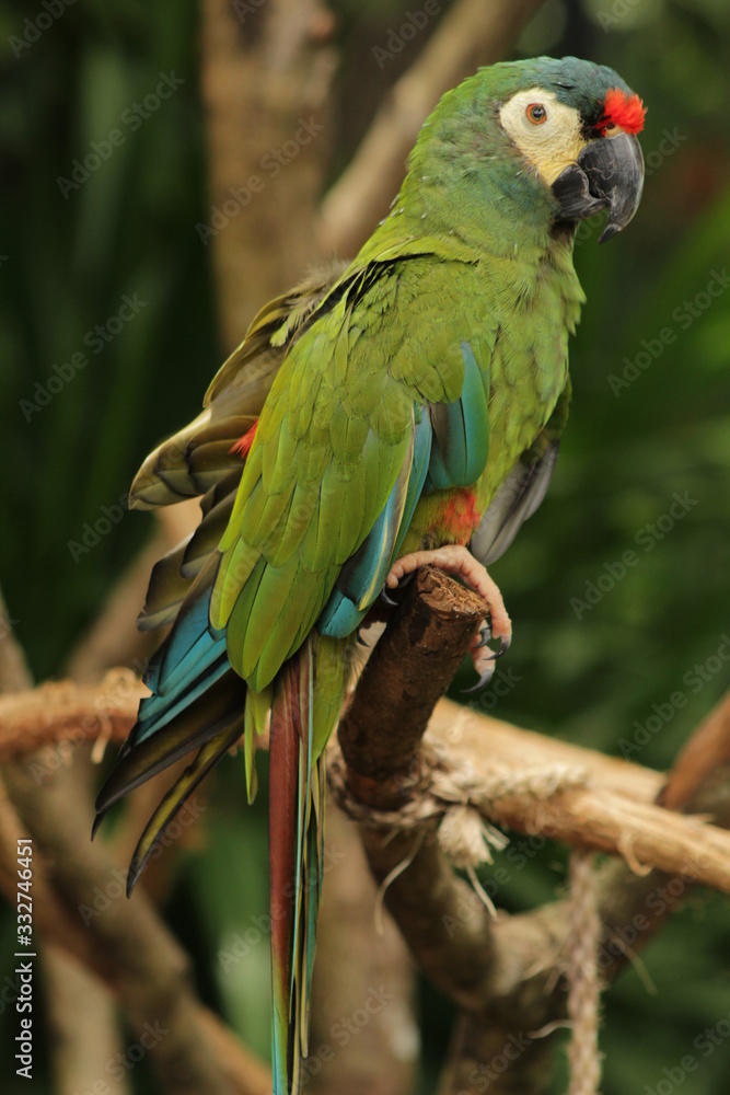 colorful parrot in foz do iguaçu, Brasil